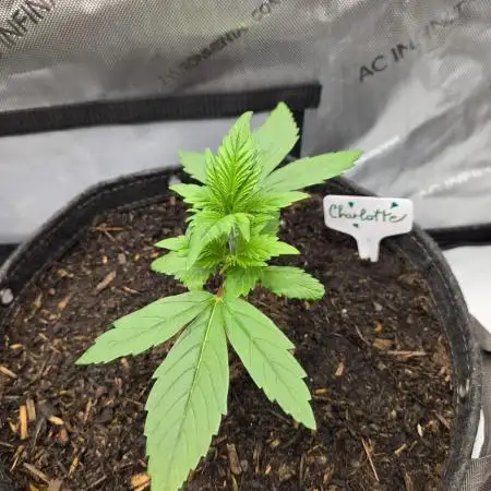 "Charlotte" - Papaya Cookies