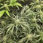 "Carrie" - Critical+ 2.0 Ltd. Edition