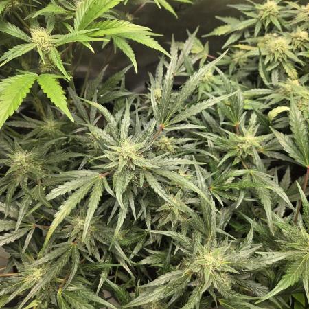 "Carrie" - Critical+ 2.0 Ltd. Edition