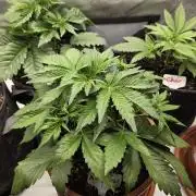 "Madonna" - Amnesia Haze