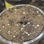 "Madonna" - Amnesia Haze