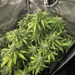 "Charlotte" - Papaya Cookies