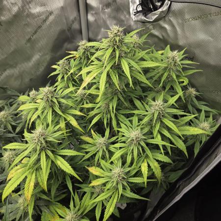 "Charlotte" - Papaya Cookies