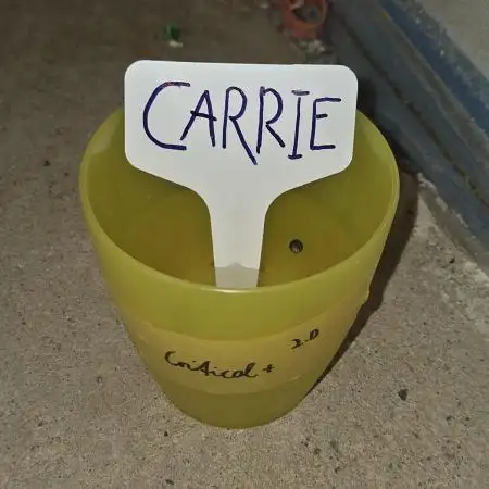 "Carrie" - Critical+ 2.0 Ltd. Edition