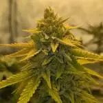 "Cruella" - Critical