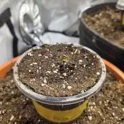 "Madonna" - Amnesia Haze