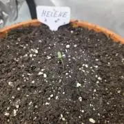 "Helene" - Dos Si Dos Auto