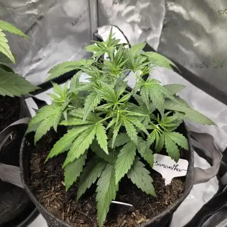 "Samantha" - Orange Sherbert