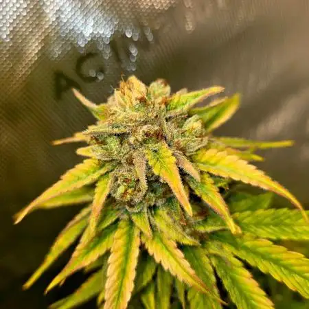 "Cruella" - Critical