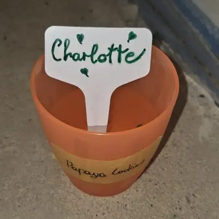 "Charlotte" - Papaya Cookies