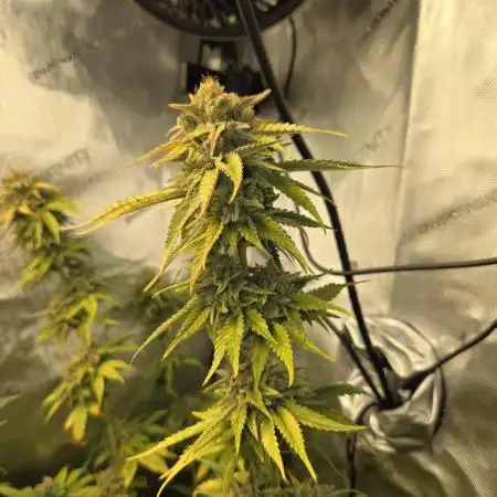 "Cruella" - Critical