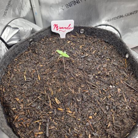 "Miranda" - Mimosa x Orange Punch