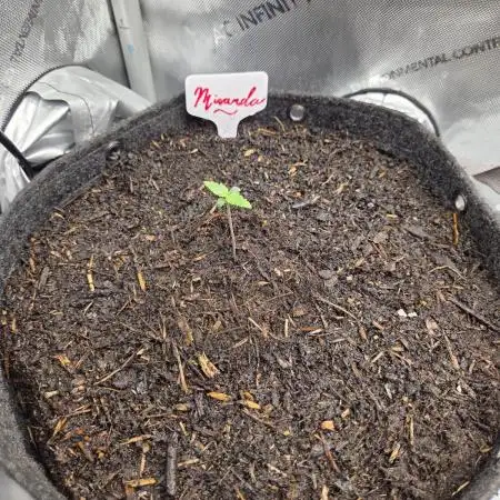"Miranda" - Mimosa x Orange Punch
