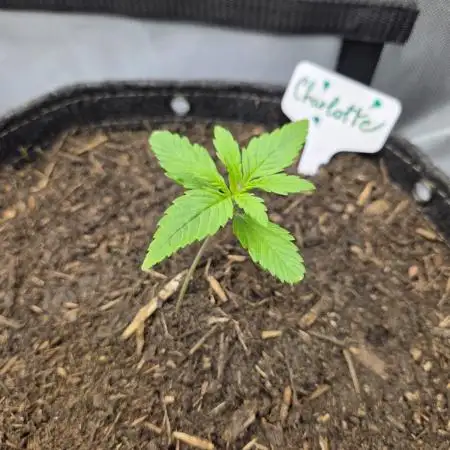 "Charlotte" - Papaya Cookies