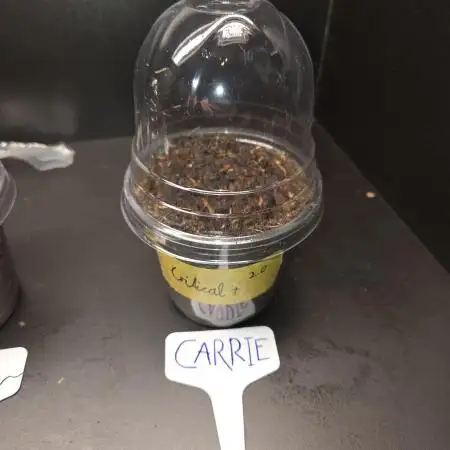 "Carrie" - Critical+ 2.0 Ltd. Edition