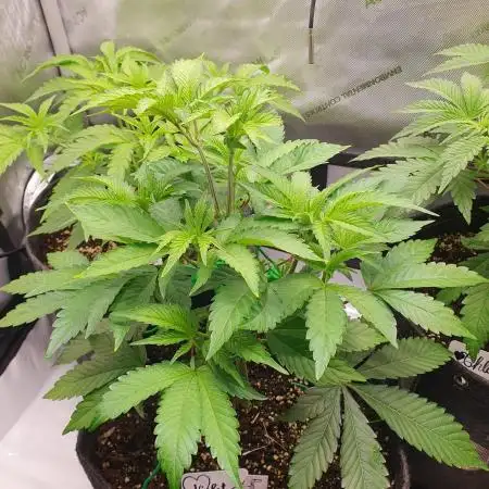 "Violet" & "Blanche" - Purple Queen's