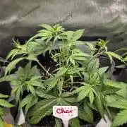 "Cher" - Old School Blues