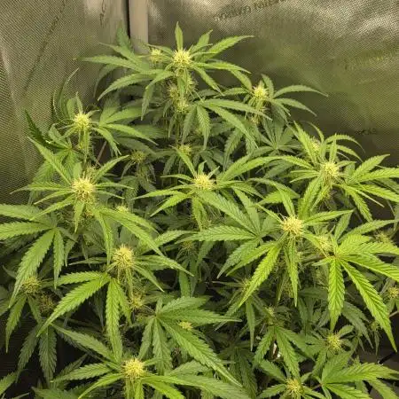"Samantha" - Orange Sherbert