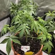 "Madonna" - Amnesia Haze