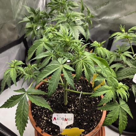 "Madonna" - Amnesia Haze
