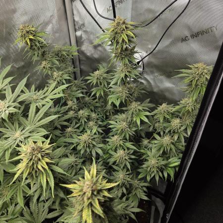 "Cruella" - Critical