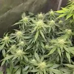 "Miranda" - Mimosa x Orange Punch