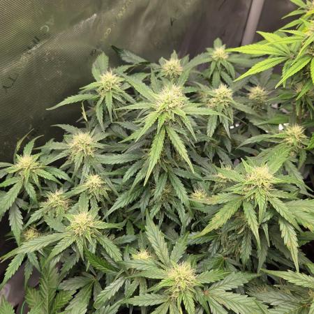 "Miranda" - Mimosa x Orange Punch