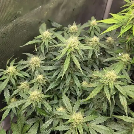 "Miranda" - Mimosa x Orange Punch
