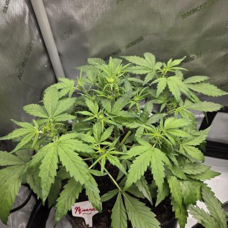 "Miranda" - Mimosa x Orange Punch