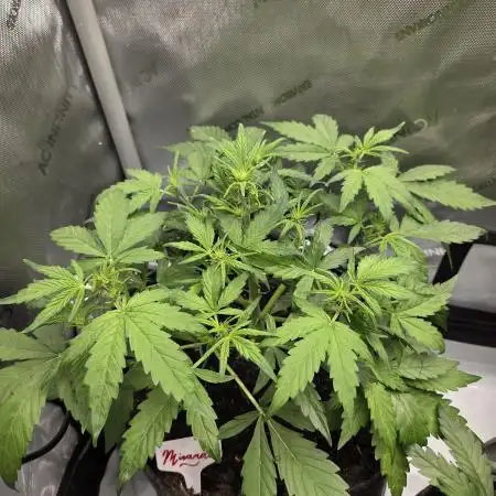 "Miranda" - Mimosa x Orange Punch