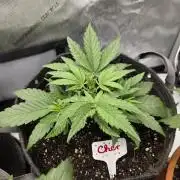 "Cher" - Old School Blues