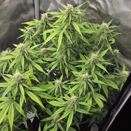 "Charlotte" - Papaya Cookies