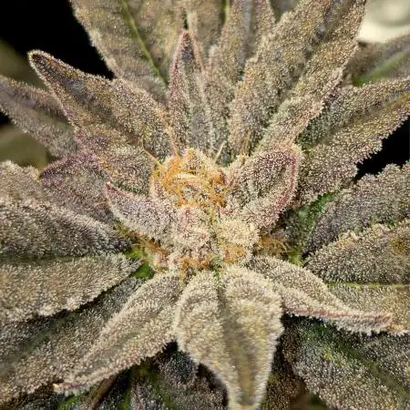 "Violet" & "Blanche" - Purple Queen's