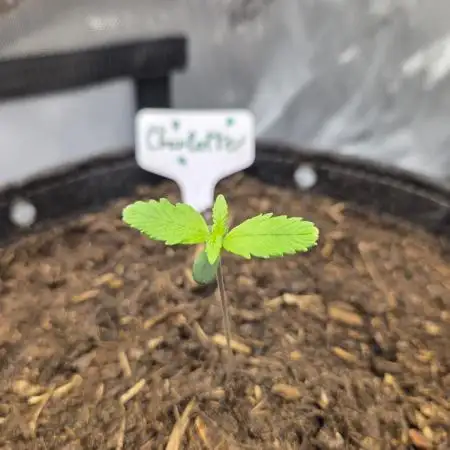 "Charlotte" - Papaya Cookies