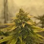 "Cruella" - Critical