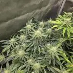 "Miranda" - Mimosa x Orange Punch