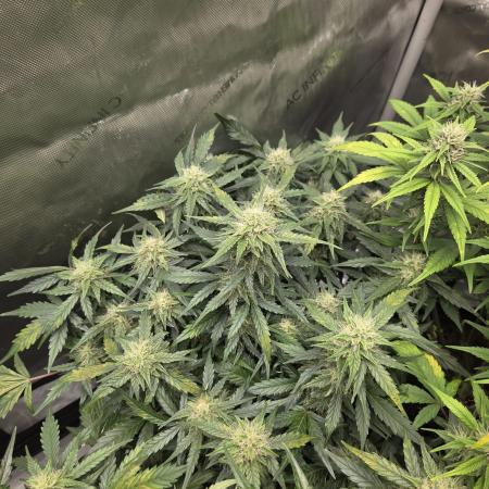 "Miranda" - Mimosa x Orange Punch