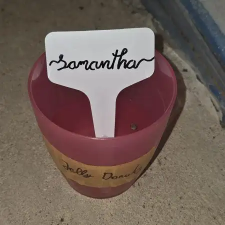 "Samantha" - Jelly Donutz