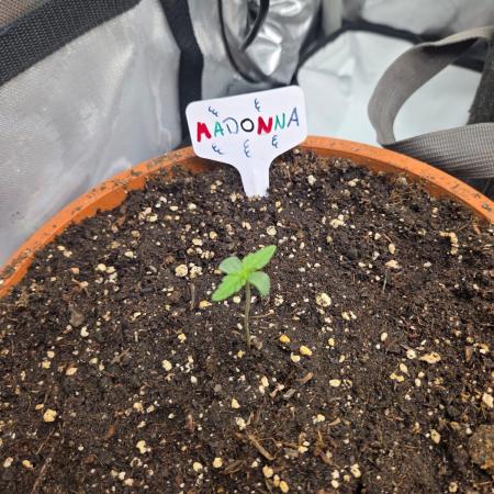 "Madonna" - Amnesia Haze