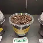 "Charlotte" - Papaya Cookies