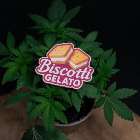 Biscotti Gelato
