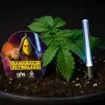 Bananakin Skywalker