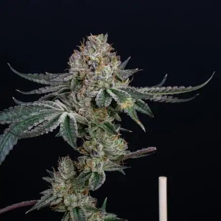 Grape Guava