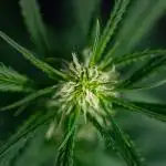 Pineapple Slush XL auto