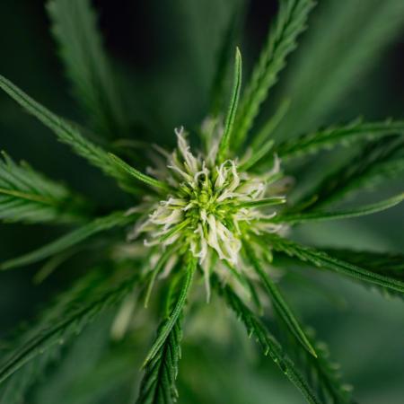 Pineapple Slush XL auto