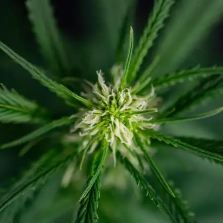 Pineapple Slush XL auto