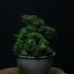 Pineapple Slush XL auto