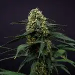 Pineapple Slush XL auto