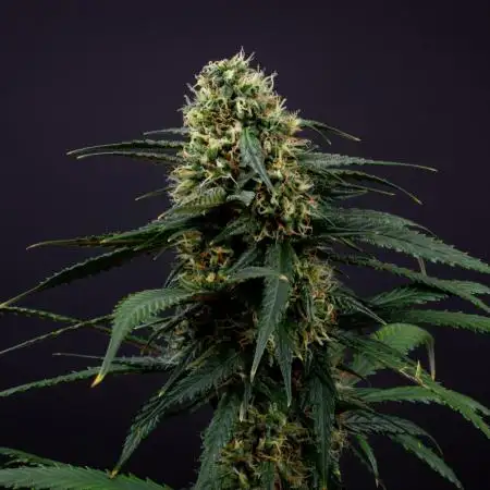 Pineapple Slush XL auto