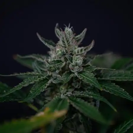 Red Tropicana Cookies ltd.